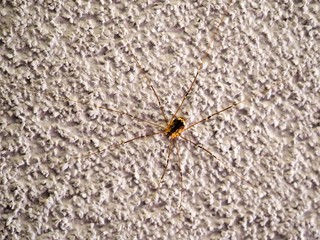 Spider with long legs