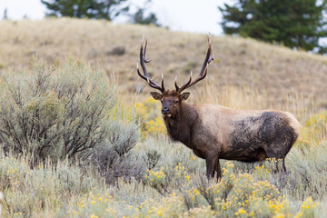 Elk with big antlers