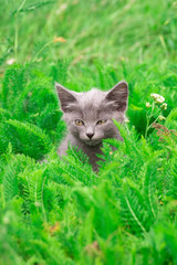 Little gray kitten