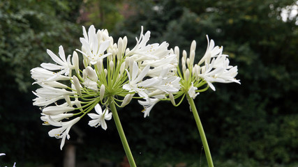 Afrikanische Schmucklilie (Agapanthus africanus) © etfoto