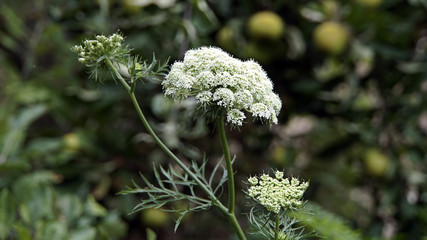 Karotte (Daucus carota subsp. sativus), Gartenmöhre, Mohrrübe