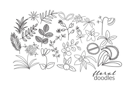 vector collection of botanical hand drawn doodles. meadow plants and flowers elements. pencil ink sketch of flowers and leaves. set of decorative elements 
