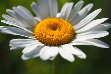 Obraz premium Chamomile solar close. Field summer wild flower.