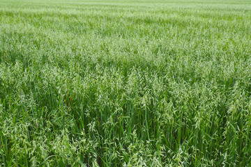 Field of young green Oats. Plantation of oats in the field - crop agricultural industry. 