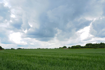 Landscape field of green Oats. Plantation of oats in the field - crop agricultural industry. 