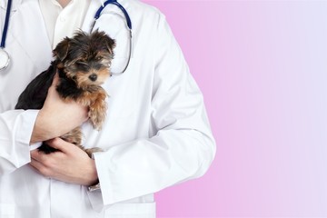 Small cute dog examined at the veterinary