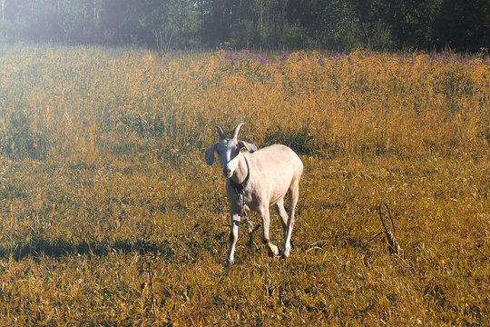 White goat grazing at sunset. Idyllic rural view-grazing cattle in the meadow. 