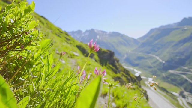 Honeysuckle Blooms in the swiss alps on a sunny day next to a road
