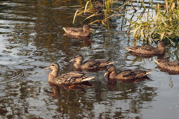 A flock of Young Wild ducks swim in the pond. Free birds at close range.