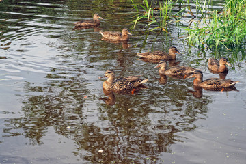 A flock of Young Wild ducks are swimming. Free birds at close range.