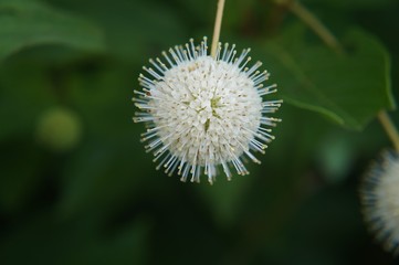 Button Bush in bloom