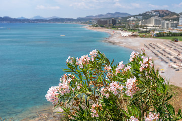 Summer plant growing along sea bay. Faliraki village on Rhodes island, Dodecanese, Greece.