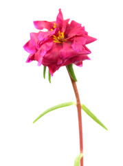 Bright pink flower of Portulaca grandiflora or Moss-rose purslane isolated on white background
