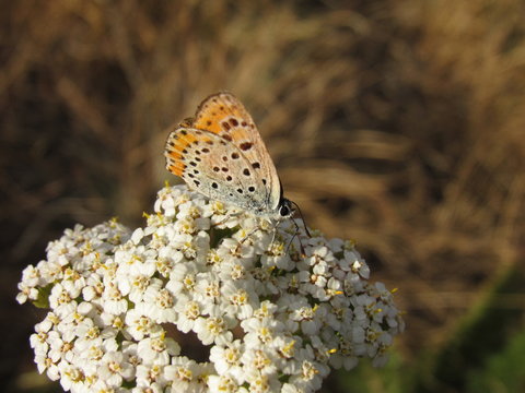 Papilio icarus 
