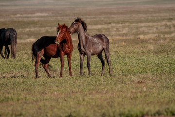 Desert Wild Horses