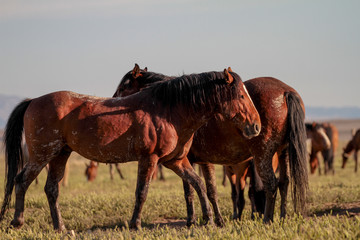 Obraz premium Desert Wild Horses