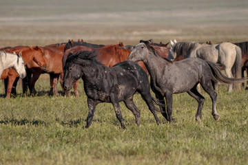 Desert Wild Horses