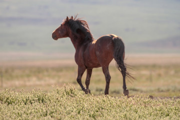 Fototapeta na wymiar Desert Wild Horses
