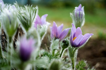 Pulsatilla flower