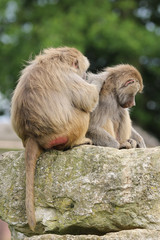 Baboons