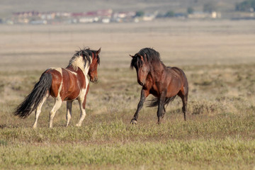 Obraz na płótnie Canvas Desert Wild Horses