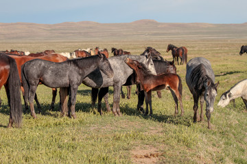 Utah Wild Horses