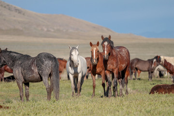 Utah Wild Horses