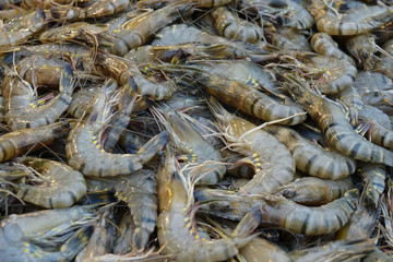 Fresh shrimps for sale close-up. Fish shop in Sri Lanka