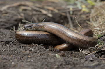 Slow Worm (Anguis fragilis)/Slow Worm discovered under refugia
