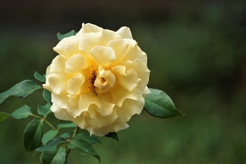 A beautiful yellow rose isolated on the blurry garden background with copy space for text, autumn in Ga USA.