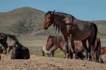 Obraz premium Water hole