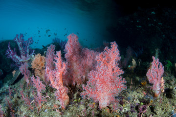 Naklejka na ściany i meble Beautiful Soft Coral Colonies in Raja Ampat