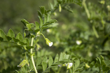 Flowering in chickpea in a field, green bean plant. Vegetarian food