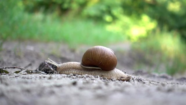 4K view of snail in the sink crawls on the ground in the forest. Close-up.