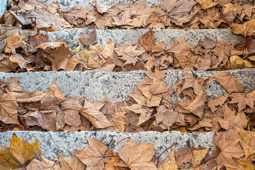 Yellow leaves on the granite steps of city park.