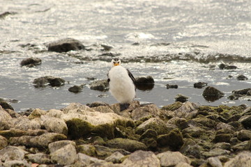 Little Pied Cormorant in New-Zealand