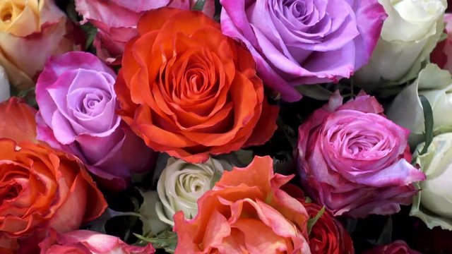 A bouquet of multi-colored rose flowers as a background. HD video 