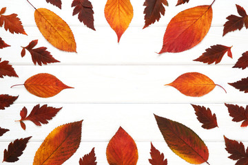 Autumnal frame for your idea. In autumn fallen dry twigs with leaves of yellow, red, orange, aligned on the perimeter of the frame on an old wooden board of a soft white place for your text