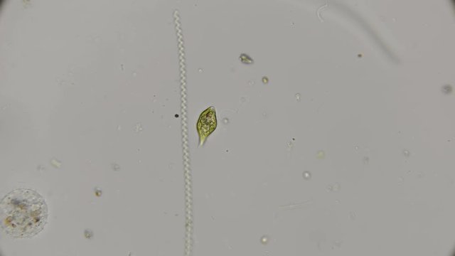 the movement of the protozoa Euglena viridis, under the microscope