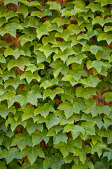 Green plant background