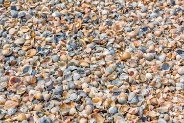 Background of small multicolored seashells