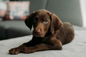 Brown Puppy Vizsla