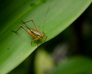 Fototapeta premium Grasshopper found in Kuala Lumpur Butterfly Park