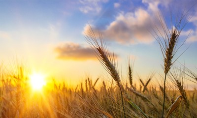 Sun Shining over Golden Barley / Wheat © BillionPhotos.com