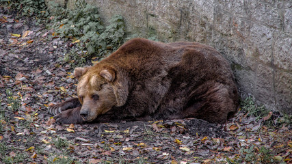 One lonely brown bear, laying down on the ground near the stone wall. Ursus arctos..Lonely bear looking sad.