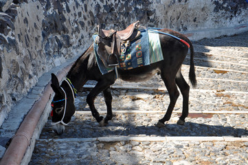 Greek Donkey 