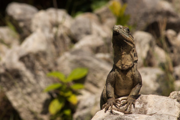 Closeup on lizard. Scaly textured skin shows patches of old skin still peeling off.