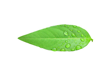 Naklejka na ściany i meble Fresh green leaf with water drops isolated on white background.
