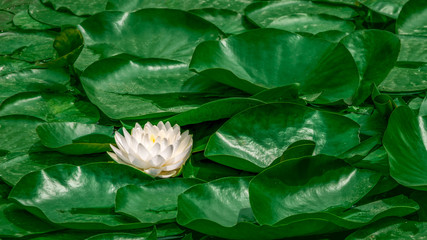 One white water lily flower surrounded with green leaves float on the water.