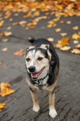 funny dog in autumn in the leaves of trees.